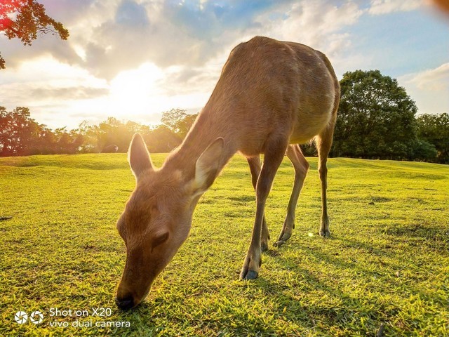 干货分享:用vivo X20这样拍逆光大片