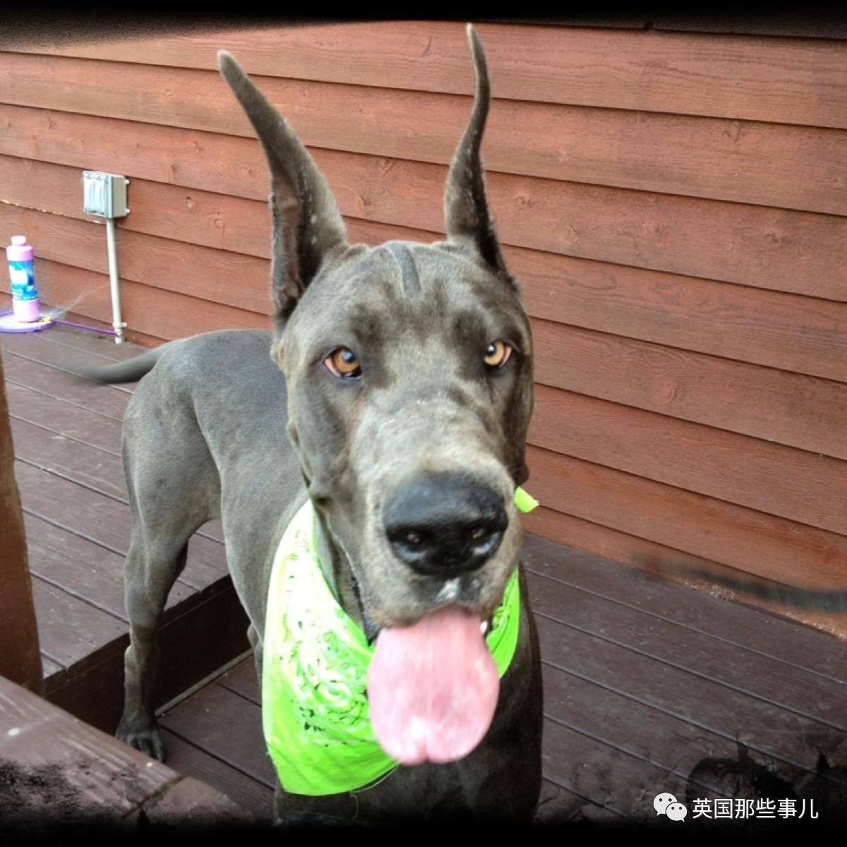 送快递还能撸狗!美国这群快递员觉得自己很幸