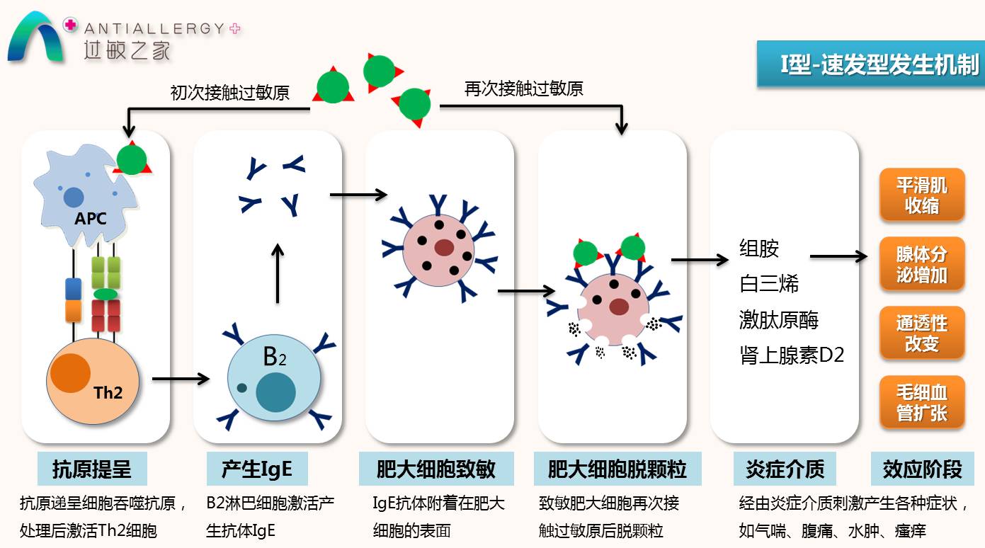 过敏课堂底4讲i型超敏反应过敏