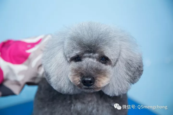 21号,b1班课程是泰迪日系造型修剪(花生头)课程;b2班休假.