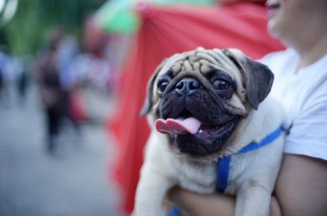 全能选手再进化 佳能EOS 80D使用体验