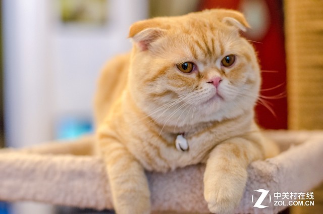 口袋里的精彩 佳能G9X II让生活更美好