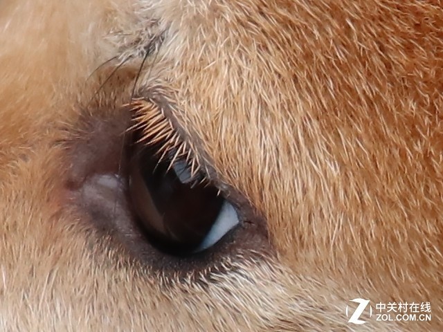 轻巧便携还有高颜值 佳能EOS M100评测 