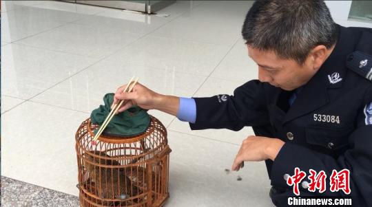 图为森警对小鸦鹊进行喂食钟欣摄 图为森警对小鸦鹊进行喂食钟欣摄