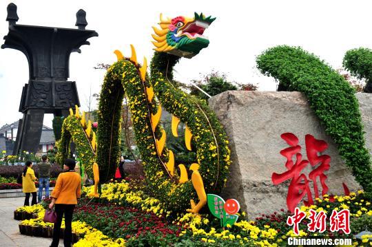 10万菊花三峡库区“斗艳” 龙形菊花成亮点