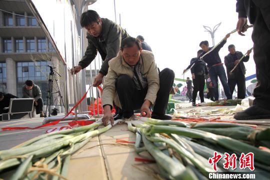 葱农们正在整理参加评选的大葱。 沙见龙摄 葱农们正在整理参加评选的大葱。 沙见龙摄