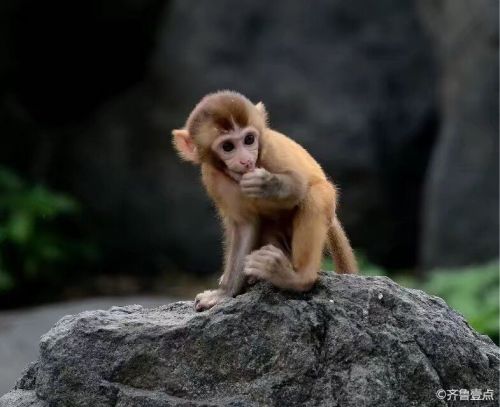 可爱的济南动物园小猴子,行走的表情包