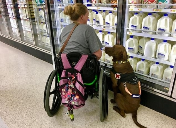 美服务犬超市里替主人买东西暖心行为获赞无数