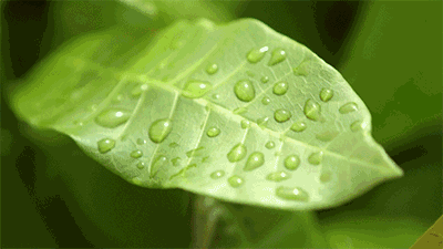 背景 壁纸 矢量 植物 种子 400_225 gif 动态图 动图