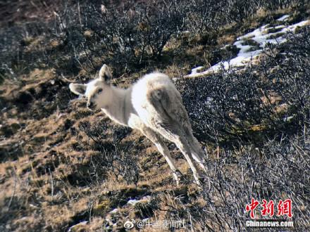 我國(guó)首次出現(xiàn)野生白馬鹿 專家：自然生態(tài)下的基因突變