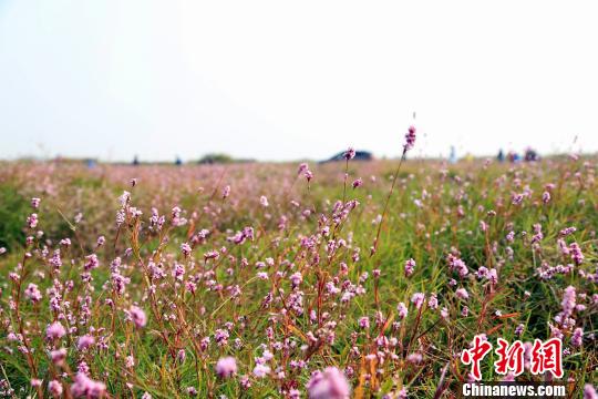 鄱阳湖是中国第一大淡水湖，同时是国际重要湿地。　姜涛　摄