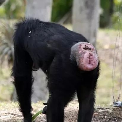 黑猩猩不仅认识朋友的脸，也认识朋友的屁股……