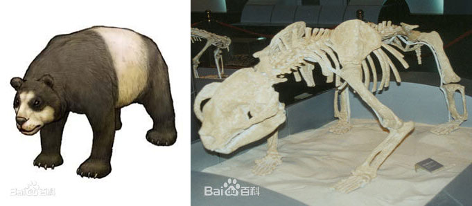 始熊猫化石及复原图但欧洲科学家的最新发现,使大熊猫起源地之谜再起
