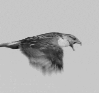 飞起来就很霸气