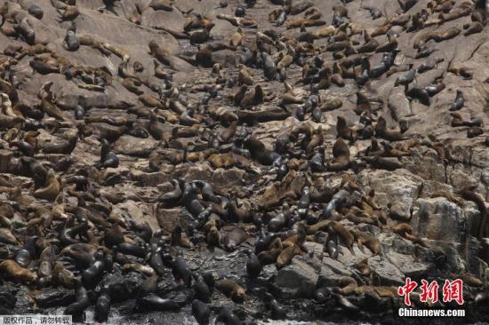 当地时间10月14日，秘鲁卡亚俄帕洛米诺马岛上的海豹成群，密布海滩并与岩石浑然一体。
