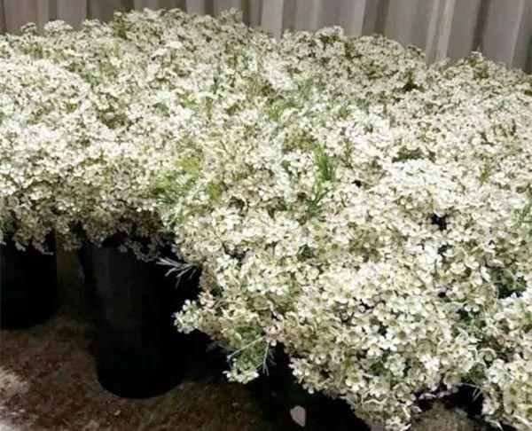 宋仲基&宋慧乔大婚，婚礼现场为何用这种花