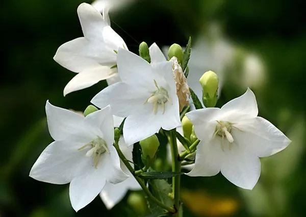 宋仲基&宋慧乔大婚，婚礼现场为何用这种花