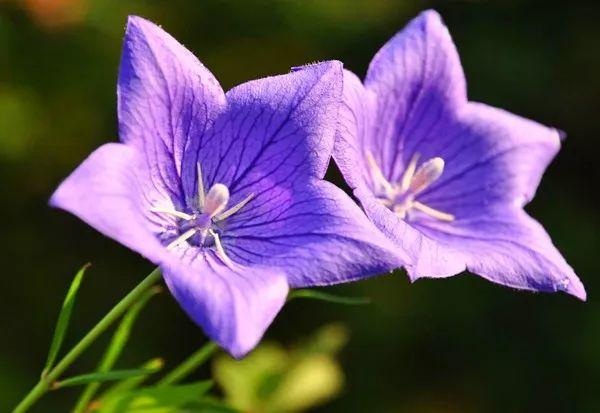 宋仲基&宋慧乔大婚，婚礼现场为何用这种花