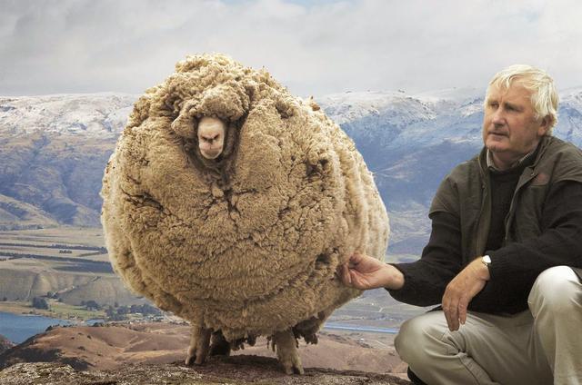这只绵羊因害怕被剪毛而躲山洞6年，被发现后却让人呆眼了