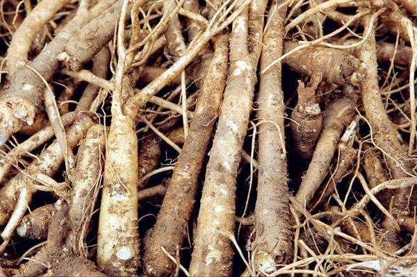 宋仲基&宋慧乔大婚，婚礼现场为何用这种花