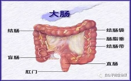 新生儿巨结肠 新生儿巨结肠保险