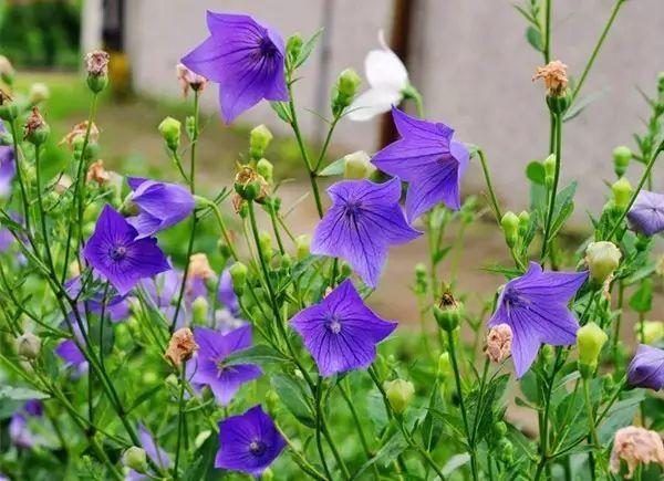 宋仲基&宋慧乔大婚，婚礼现场为何用这种花