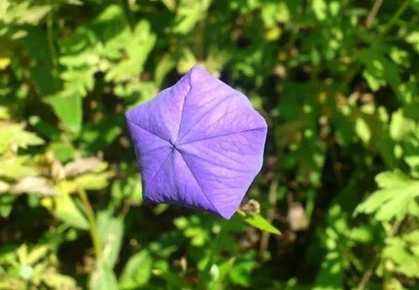 宋仲基&宋慧乔大婚，婚礼现场为何用这种花