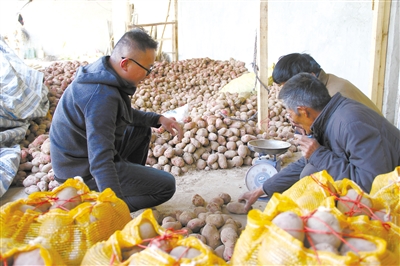 土豆对人口_土豆发芽图片(3)