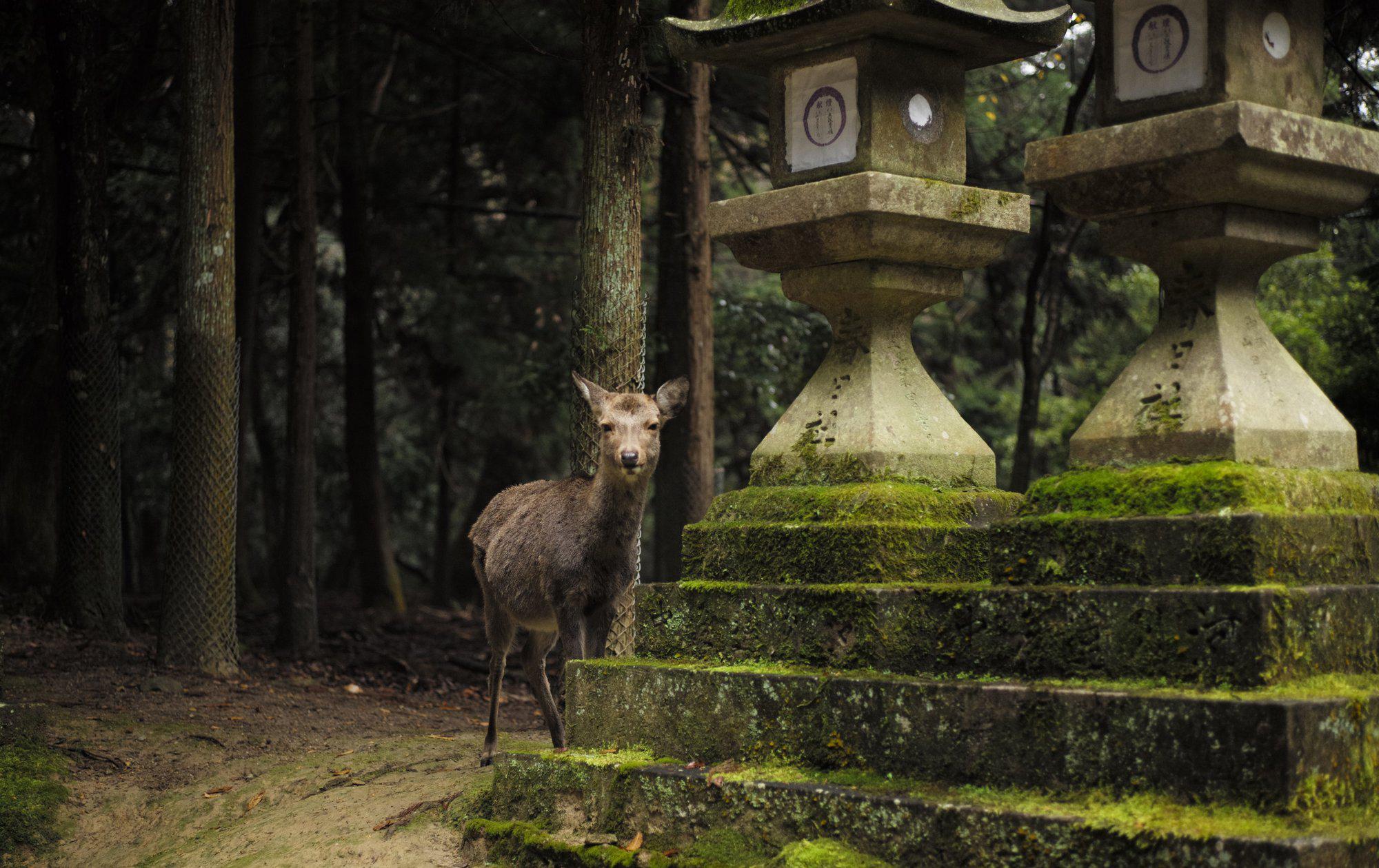 日本这座寺庙里都是小鹿 感觉到了神话世界