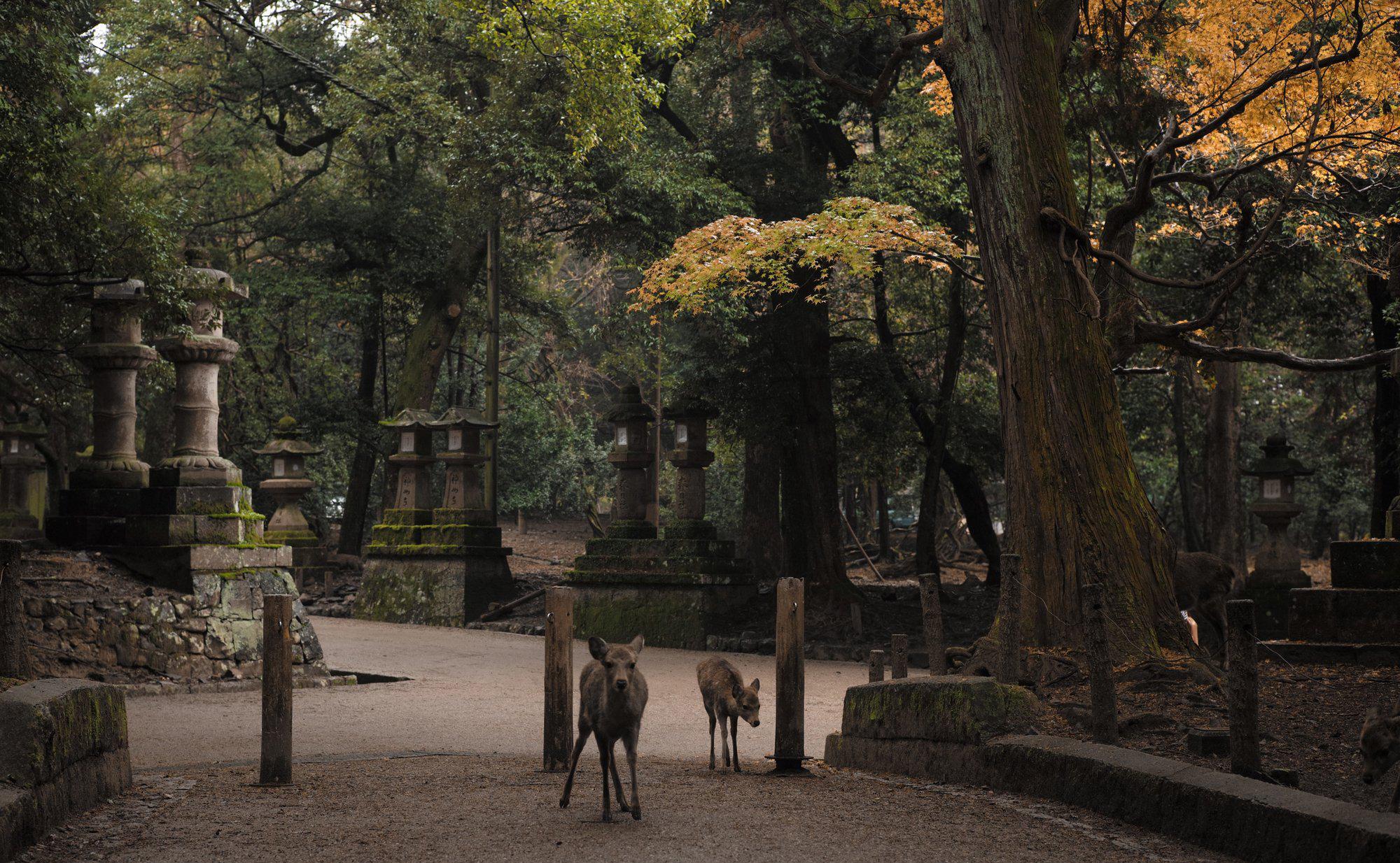 日本这座寺庙里都是小鹿 感觉到了神话世界