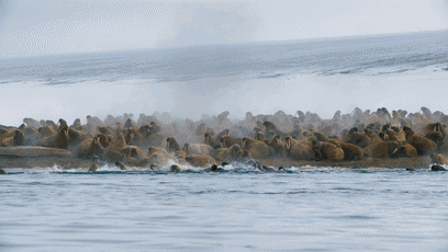 408_230gif 动态图 动图
