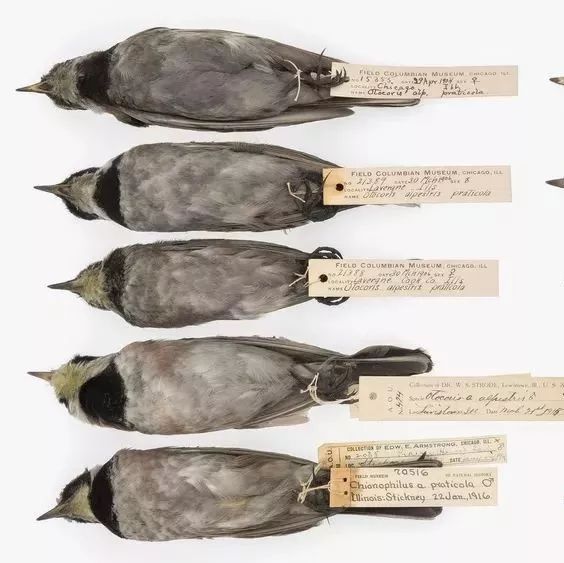 这些小鸟黑乎乎的身体 控诉着100年来的空气污染