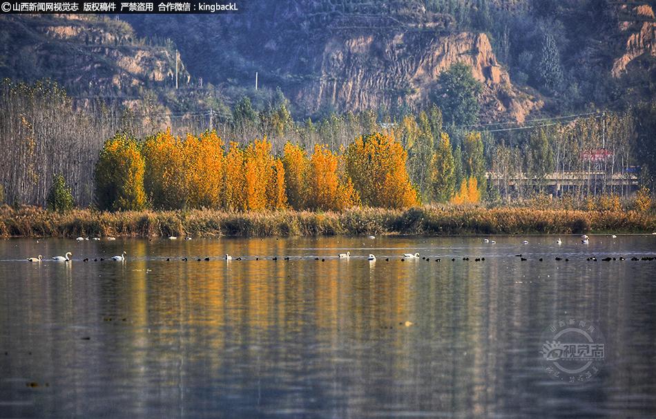 山西平陆:三湾湿地再次迎来白天鹅