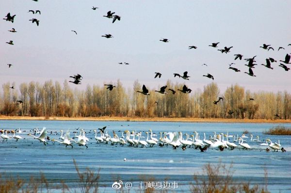 三门峡白天鹅保护重点期:禁止直升机超低空飞行