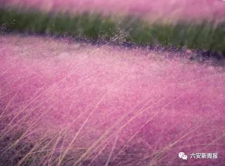 美哭了!六安大片粉色花海免费开放!成全你的少