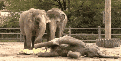 壁纸 大象 动物 400_204 gif 动态图 动图