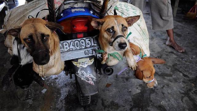 狗贩们虐杀宠物狗进行狗肉交易，导致这里狂犬病蔓延