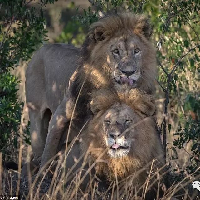 狮子交配只要几秒 而这两只公狮整整缠绵了1分多钟