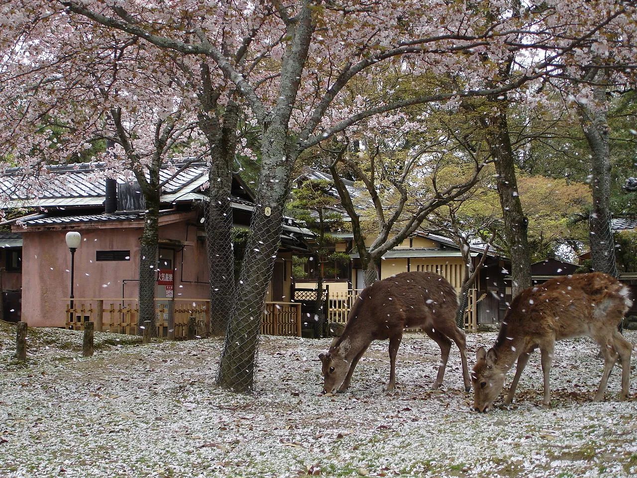听说日本奈良的人出门都骑鹿?