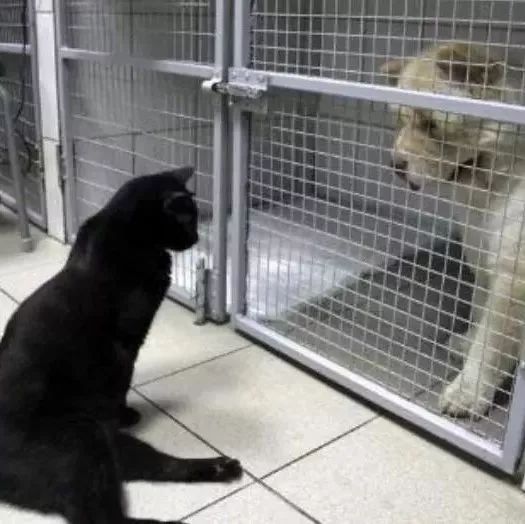 医院的瘫痪猫安抚害怕的狗狗：“有我在，不用怕”