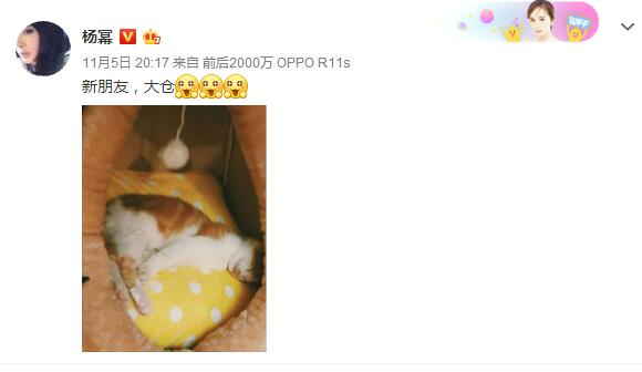 杨幂晒照正式介绍新宠 网友：猫也不露全脸吗？