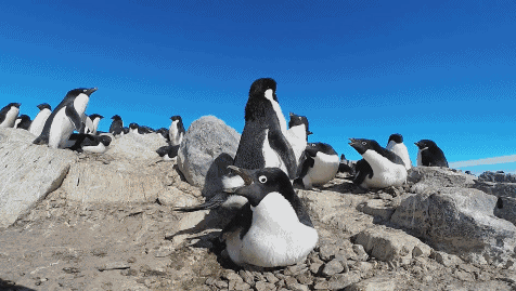 壁纸 动物 企鹅 476_269 gif 动态图 动图