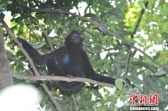 图为海南黑冠长臂猿中的成年公猿。资料图 韩文涛供图