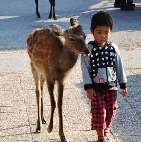 听说日本奈良的人出门都骑鹿？
