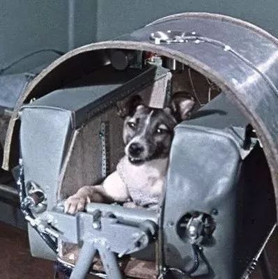 一只流浪狗 竟是飞上太空的第一个地球生命