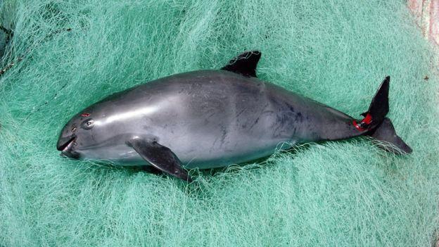 B160BEF8DE7ECFB5995CBA0C699F223C875B0F54_size54_w624_h351.jpeg