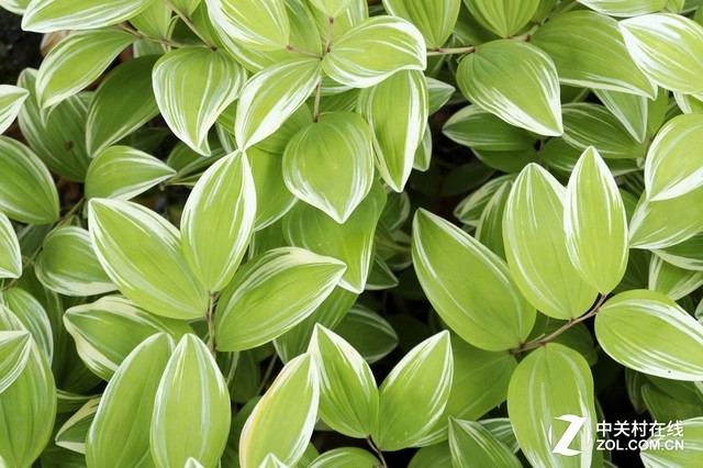 随身拍照好选择 热门轻便微单相机盘点 