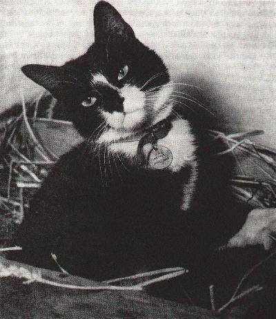 二战中先后“击沉”五只军舰 元凶竟然是一只猫？