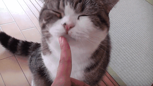 壁纸 动物 猫 猫咪 小猫 桌面 500_281 gif 动态图 动图