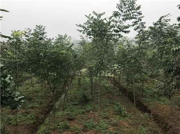 双江镇GDP_云阳老双江镇图片